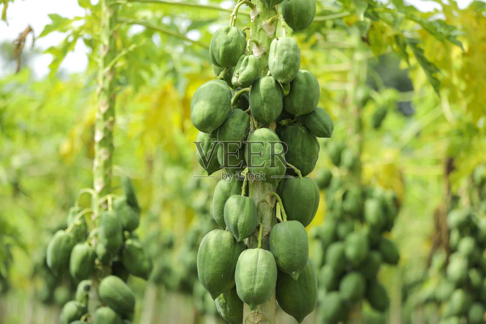 木瓜农场的木瓜水果串照片摄影图片