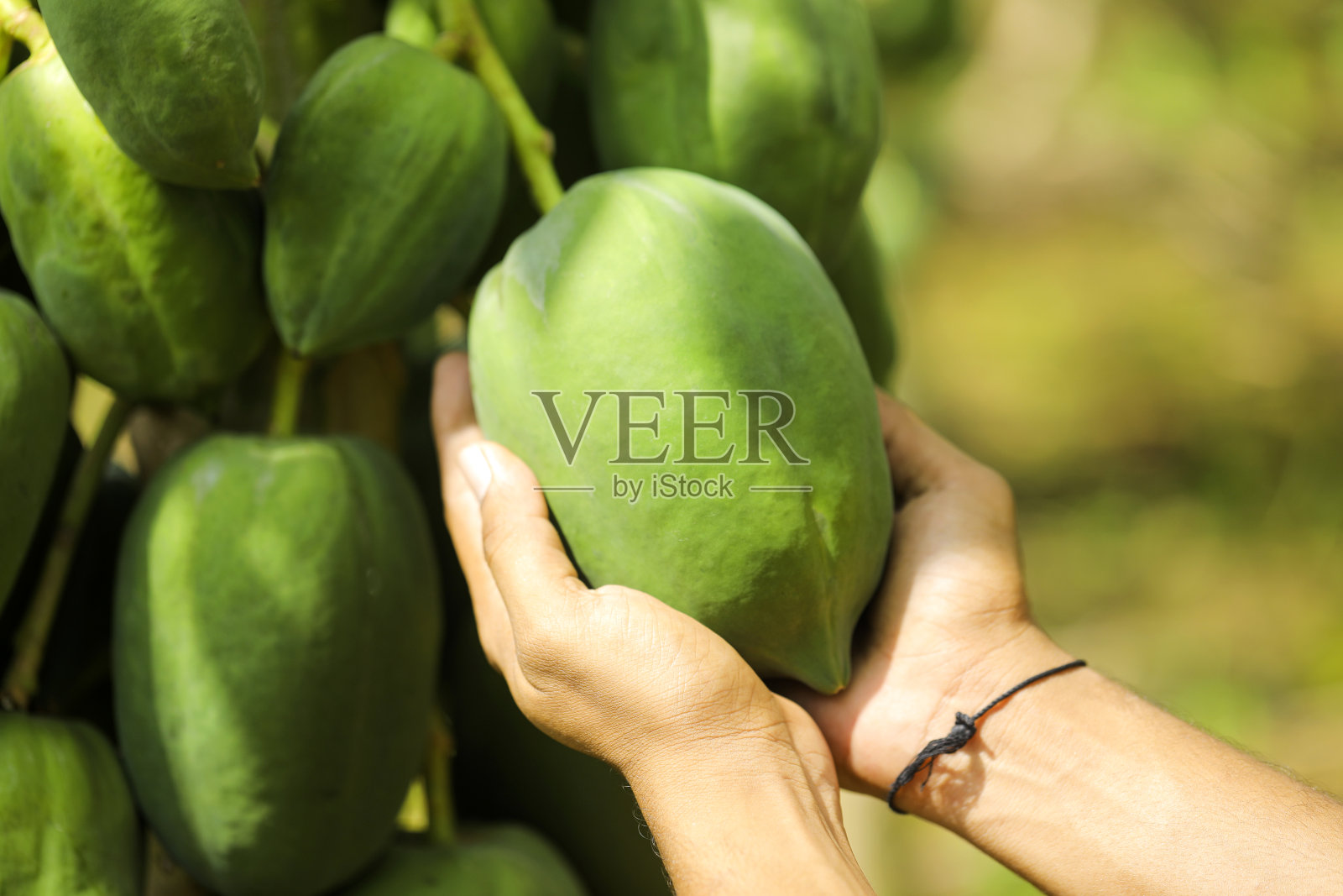 手里拿着绿色的木瓜照片摄影图片