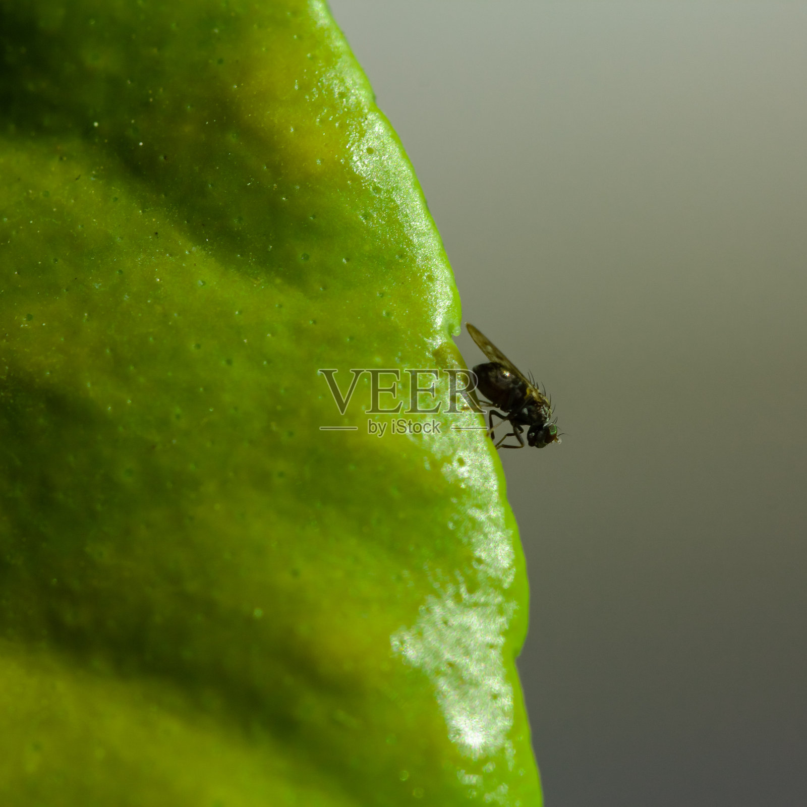 一只小苍蝇在柠檬树叶边上照片摄影图片