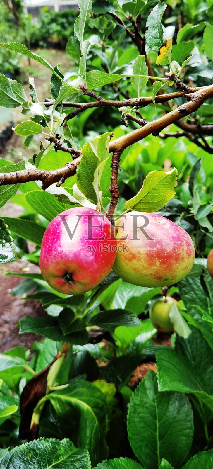 安娜的两个苹果在花园里会变成红色照片摄影图片