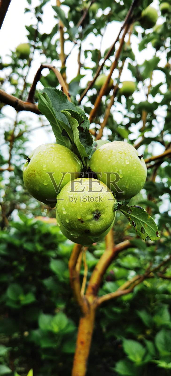新鲜的绿苹果在树上照片摄影图片
