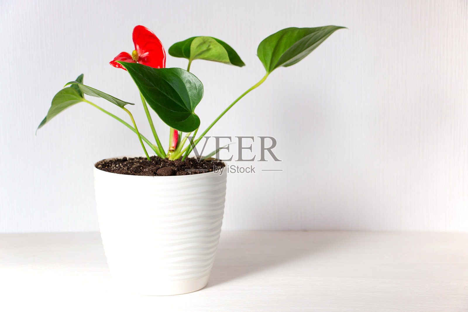 在灯光背景上的红掌花。家居花园和花卉概念。空白的白墙和复制空间。家庭植物护理。照片摄影图片
