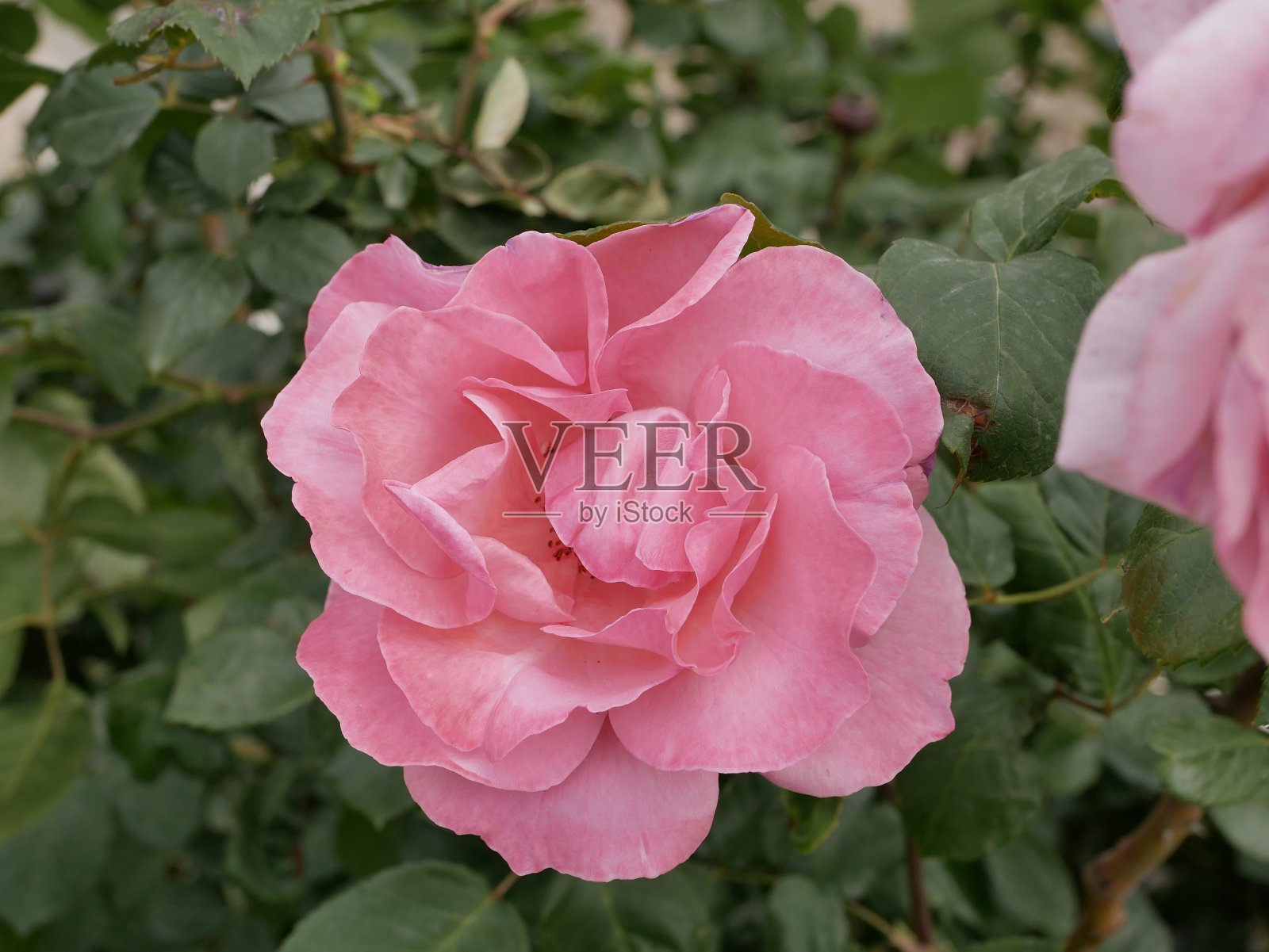 在一个阳光明媚的春日，花园里盛开着一朵美丽的粉红芬芳的玫瑰。种植芳香疗法和传统医药原料。玫瑰花蕾开放。花瓣茂盛的玫瑰。照片摄影图片