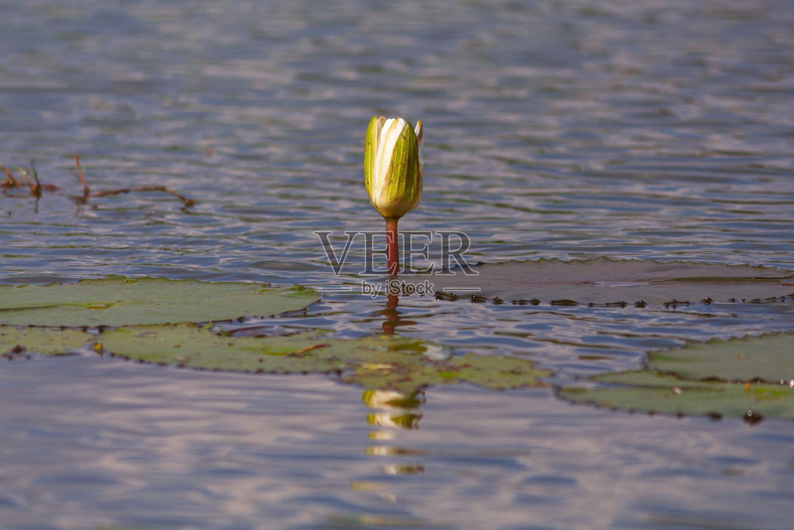 美丽的睡莲，荷花植物在水中照片摄影图片