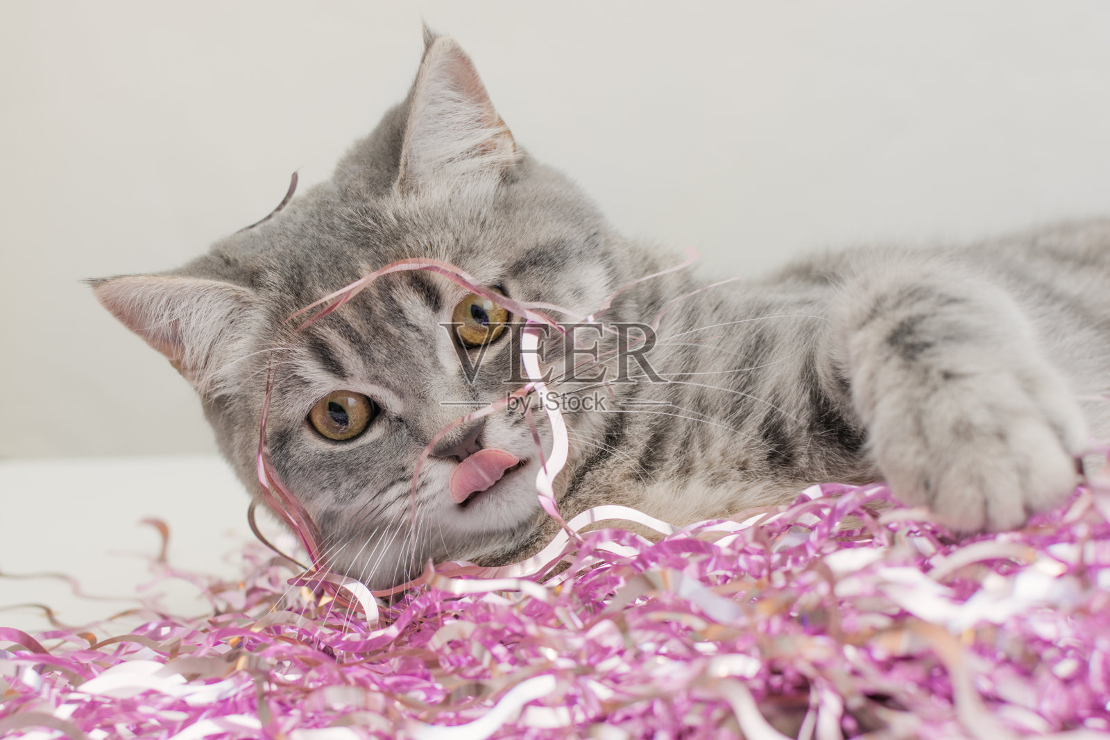 一张滑稽的家猫脸的特写，它的舌头伸在外面，躺在粉红色的金属箔上。概念是为新年和圣诞节做准备，小猫在玩、捣乱、小流氓。照片摄影图片