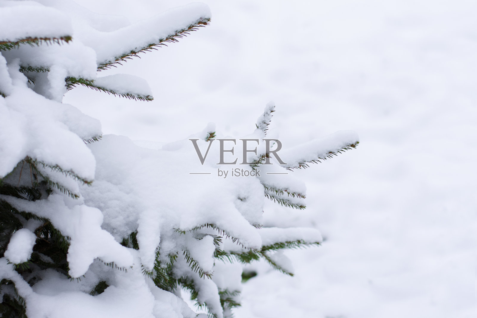 圣诞树上覆盖着雪照片摄影图片