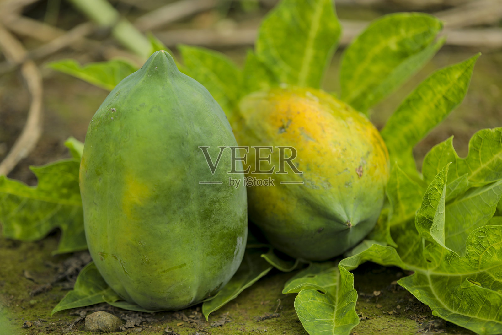 木瓜地里的绿色木瓜果实照片摄影图片