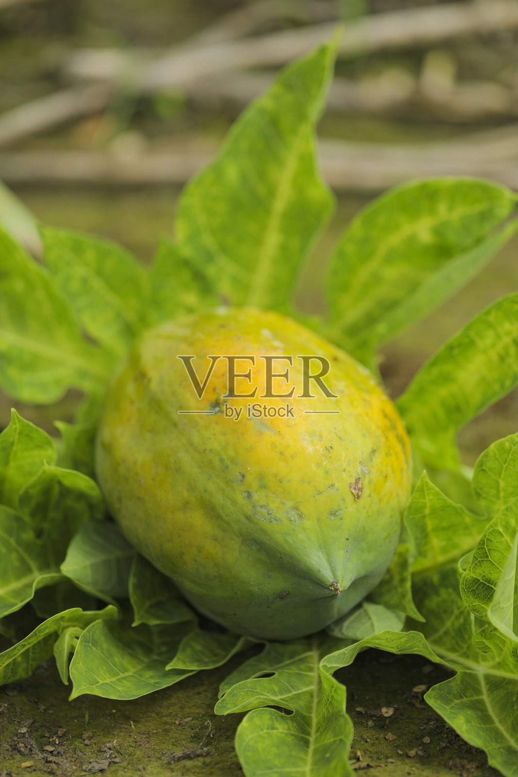 木瓜地里的绿色木瓜果实照片摄影图片