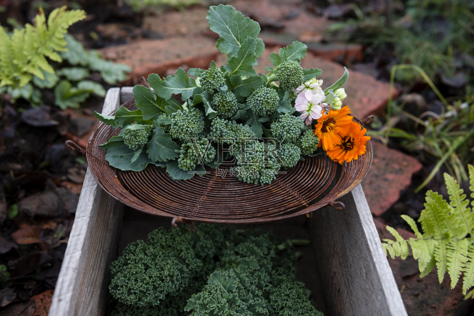 新鲜收获的绿色花椰菜和甘蓝照片摄影图片