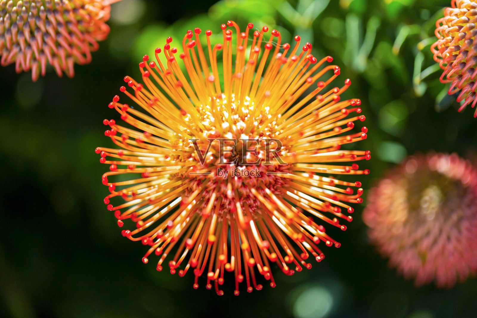 针垫花，微距摄影，美丽的自然背景与复制空间照片摄影图片
