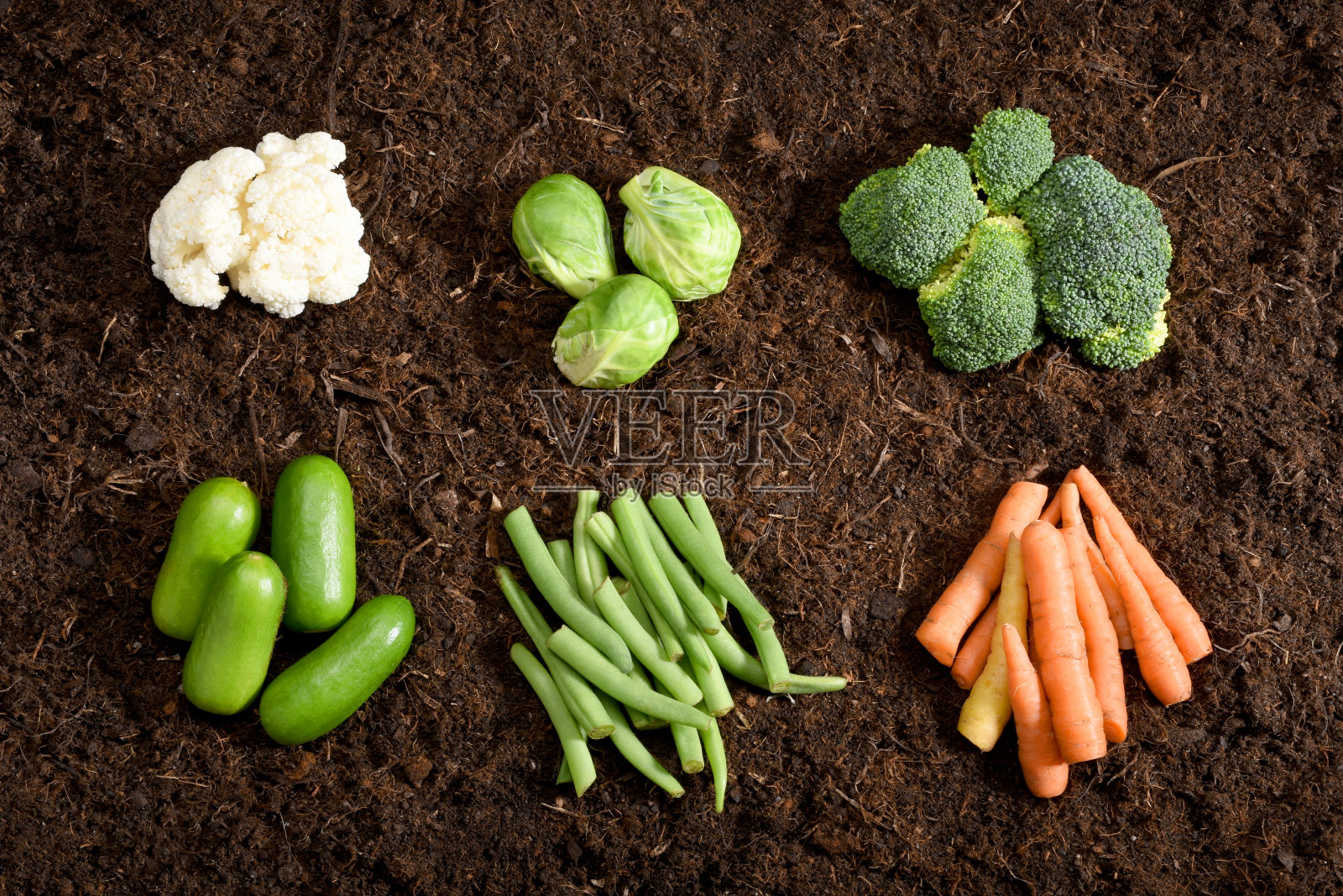 有机蔬菜群，土壤背景，有机种植，胡萝卜，黄瓜，花椰菜，抱子甘蓝，花椰菜，绿豆照片摄影图片