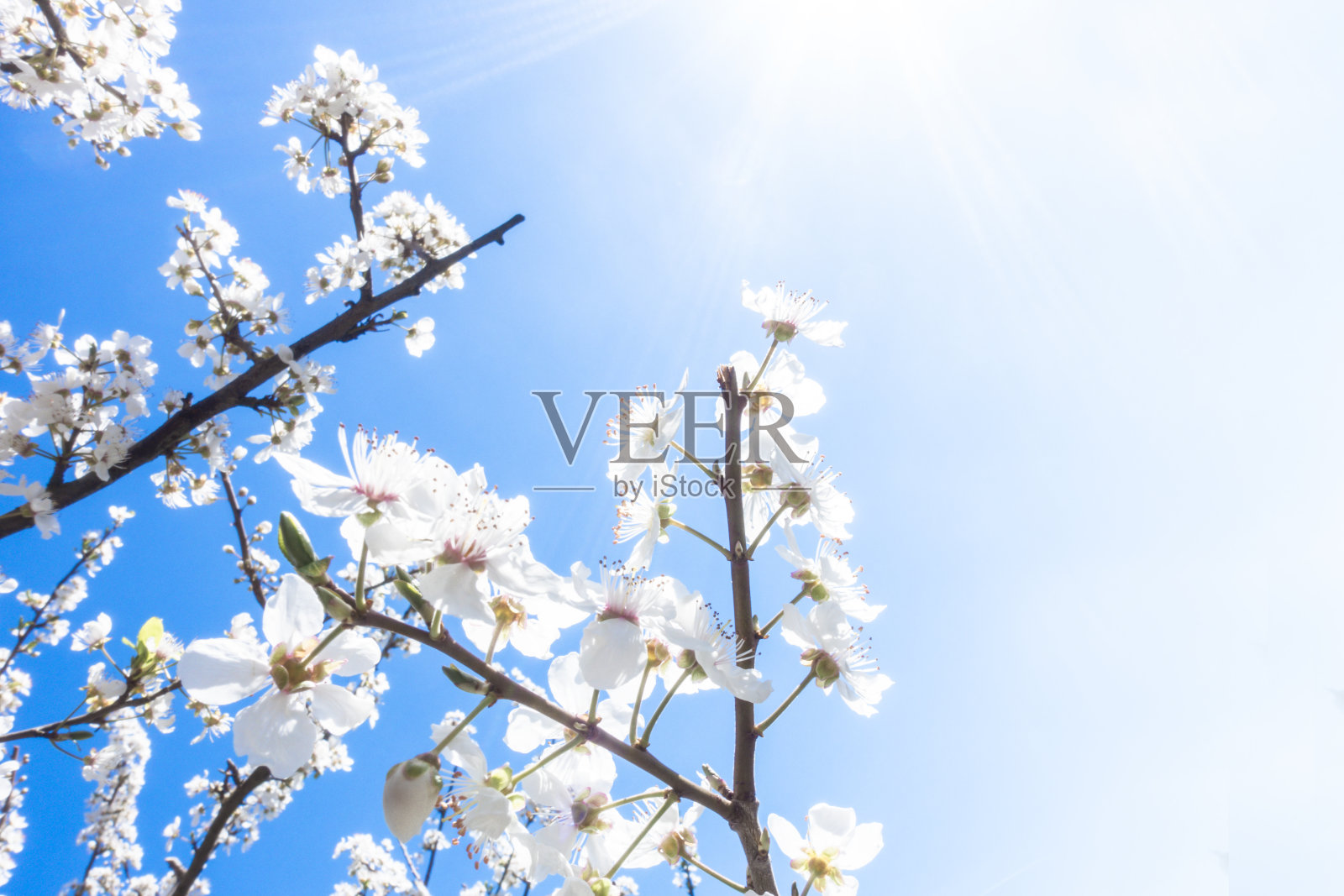 樱花照片摄影图片