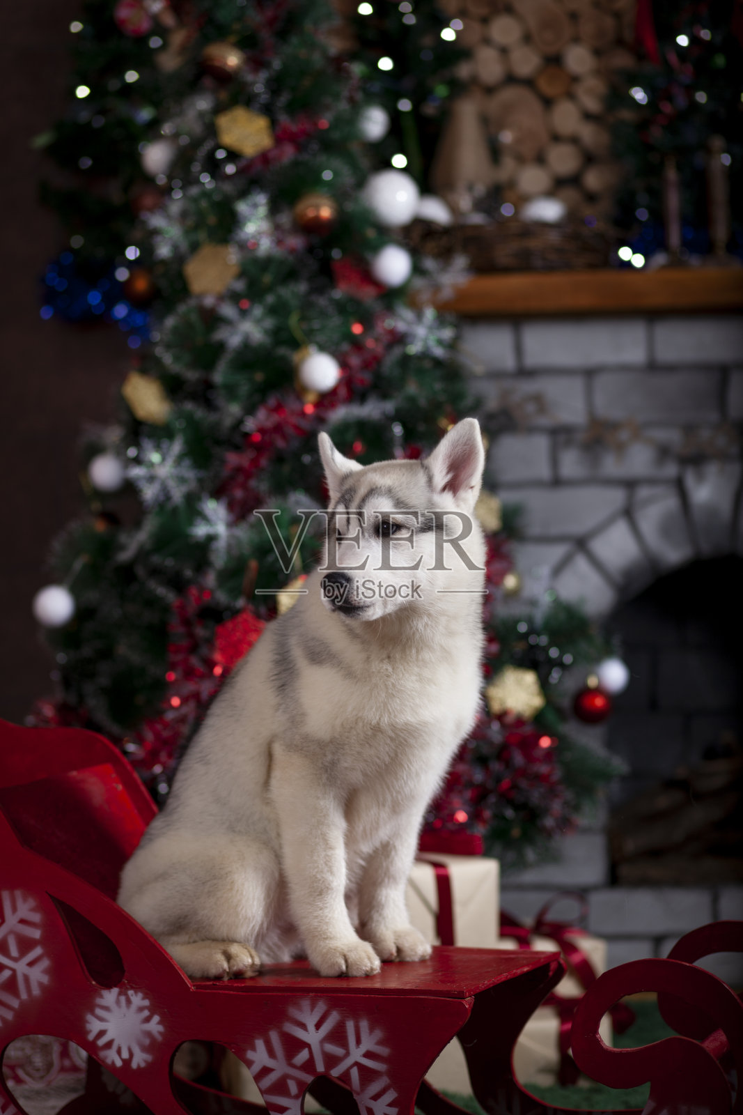 家狗迎接圣诞照片摄影图片