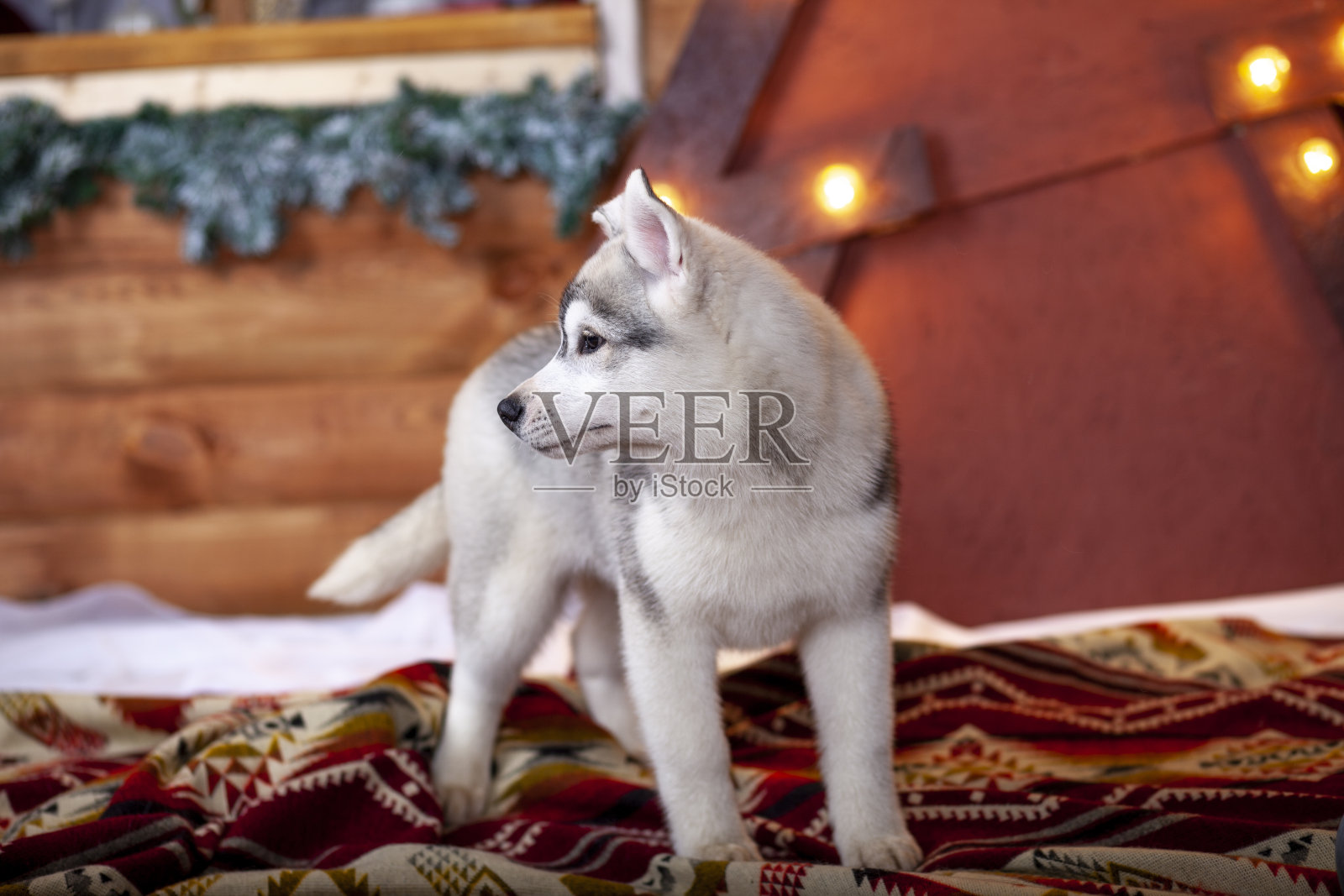 家狗迎接圣诞照片摄影图片