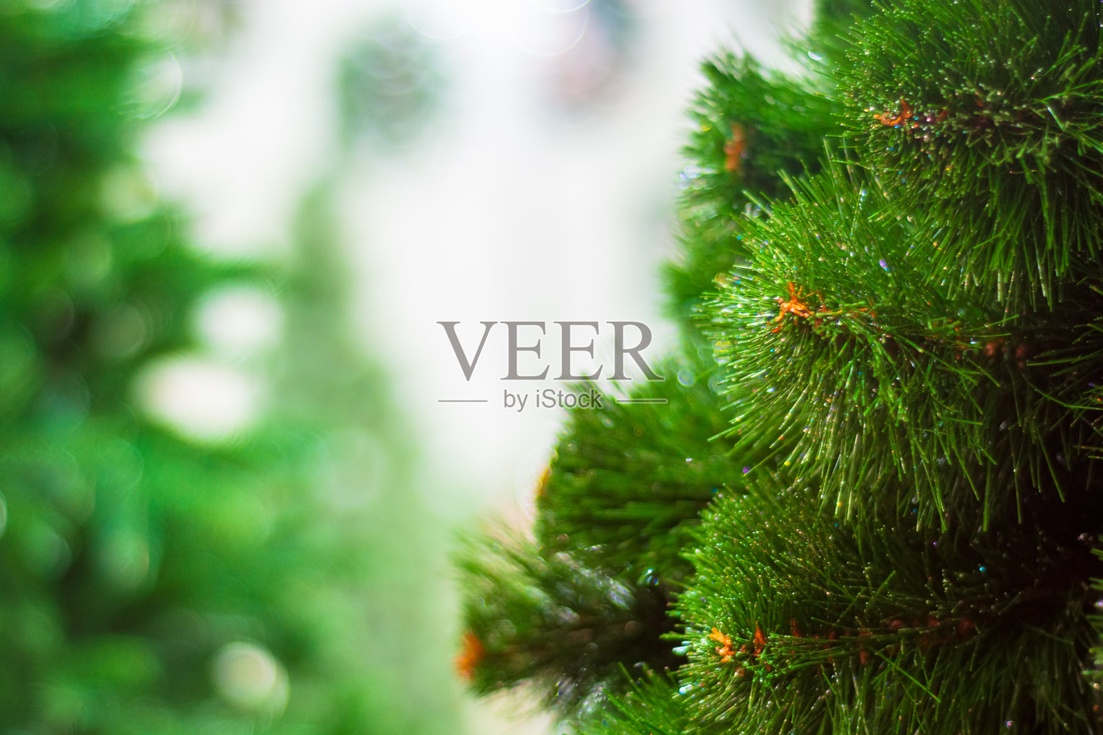 蓬松的圣诞树的树枝是绿色的。照片摄影图片