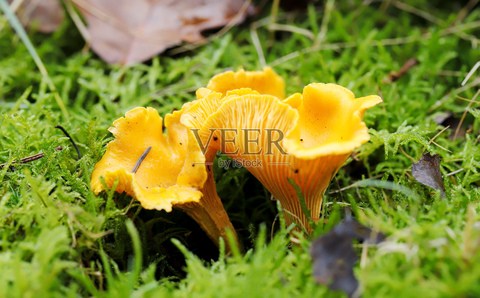 钱塔雷尔，坎塔雷卢斯·西巴里乌斯省照片摄影图片