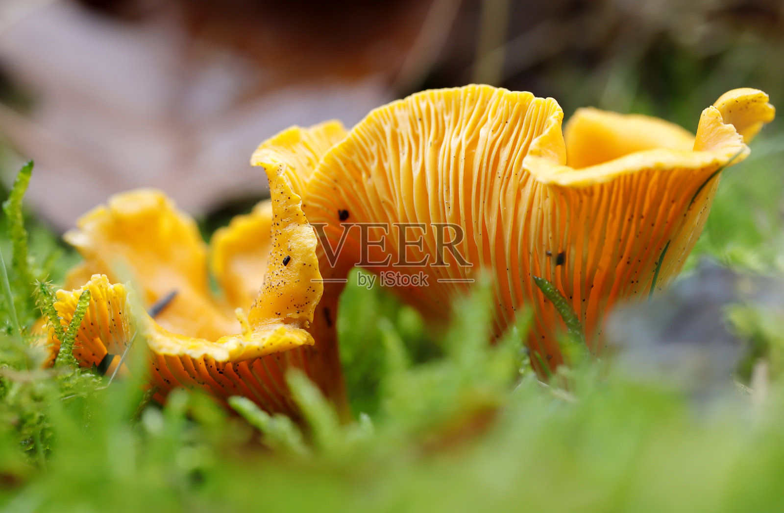 鸡油菌照片摄影图片