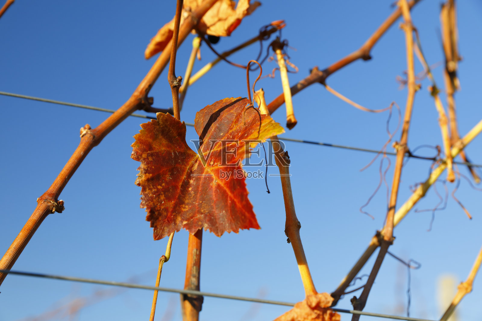 秋色酒叶照片摄影图片