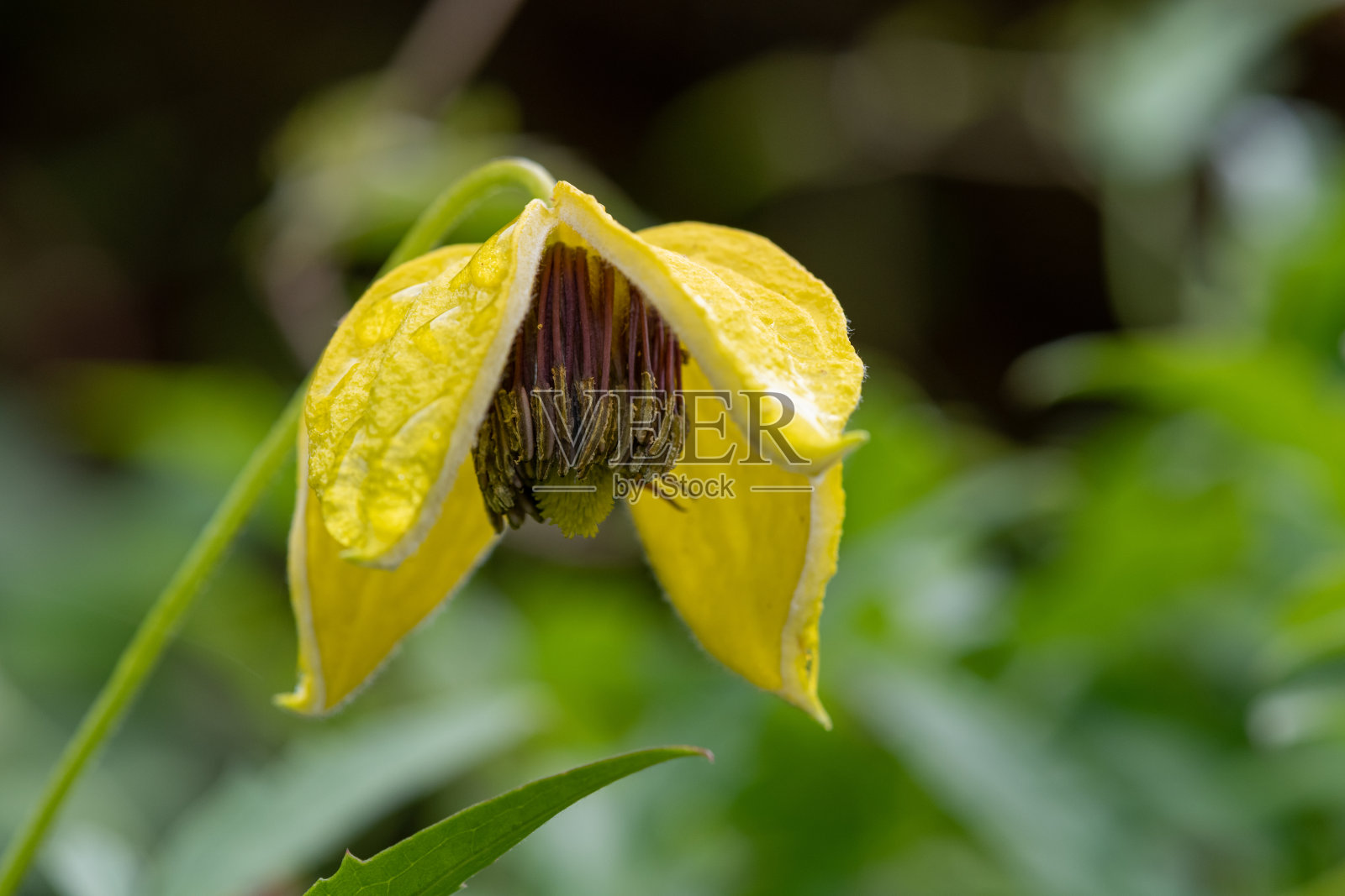 金冠铁线莲(铁线莲)花照片摄影图片