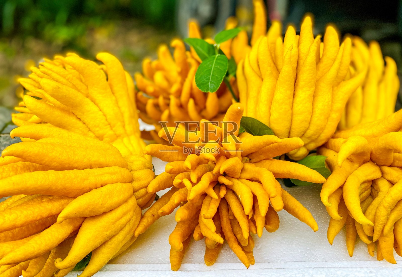 中国杭州美丽的佛手柑花照片摄影图片