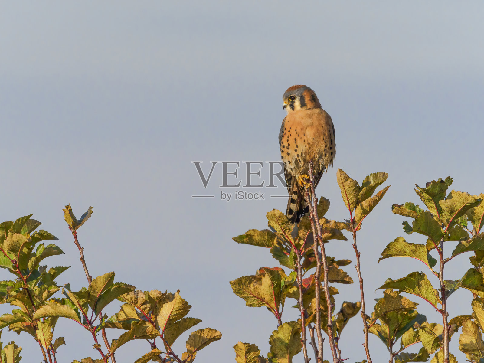 栖息在俄勒冈州西北太平洋地区树顶的美国红隼照片摄影图片