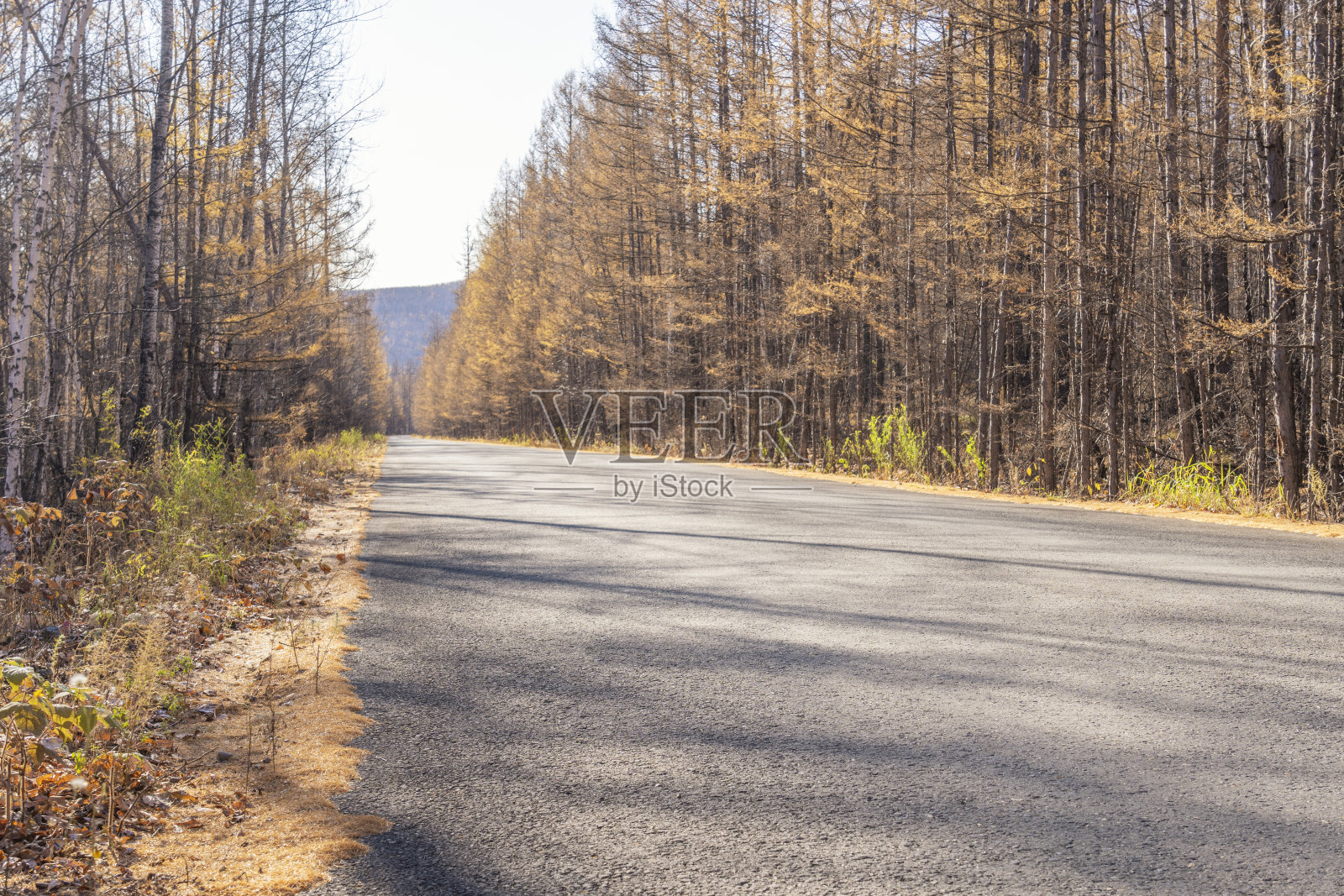 一条两边都是美丽树木的路在秋天照片摄影图片