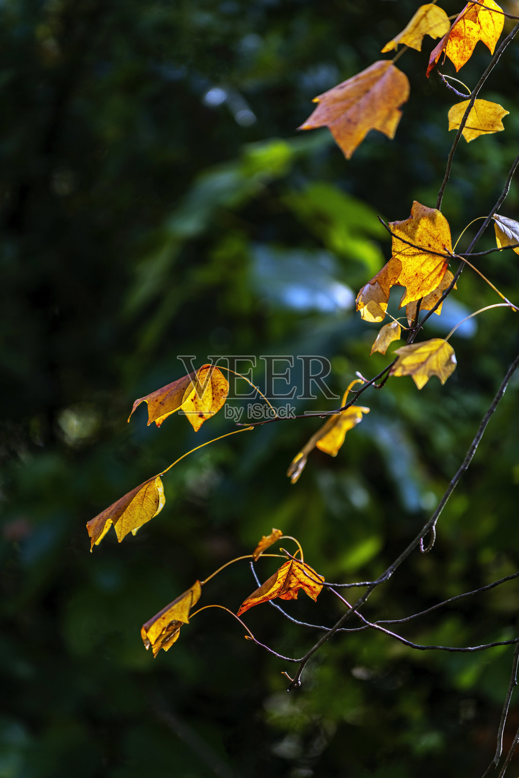 秋天树枝上的黄叶照片摄影图片