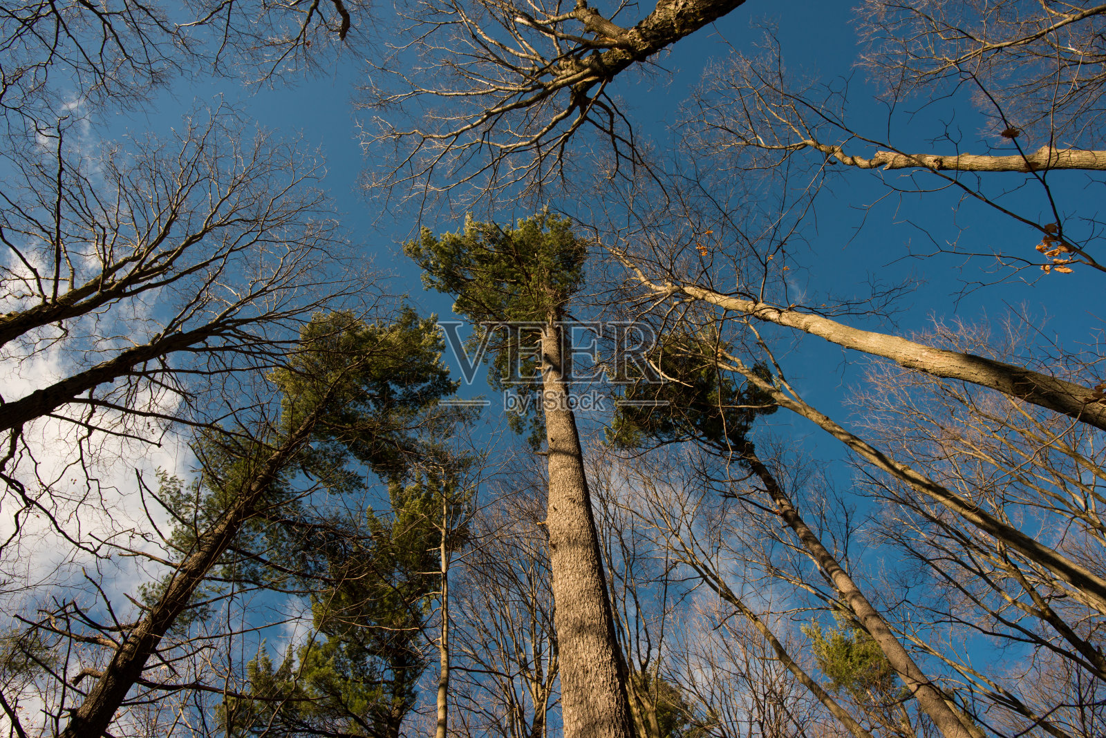 加拿大冬天枫树和松树树顶的底部视图照片摄影图片