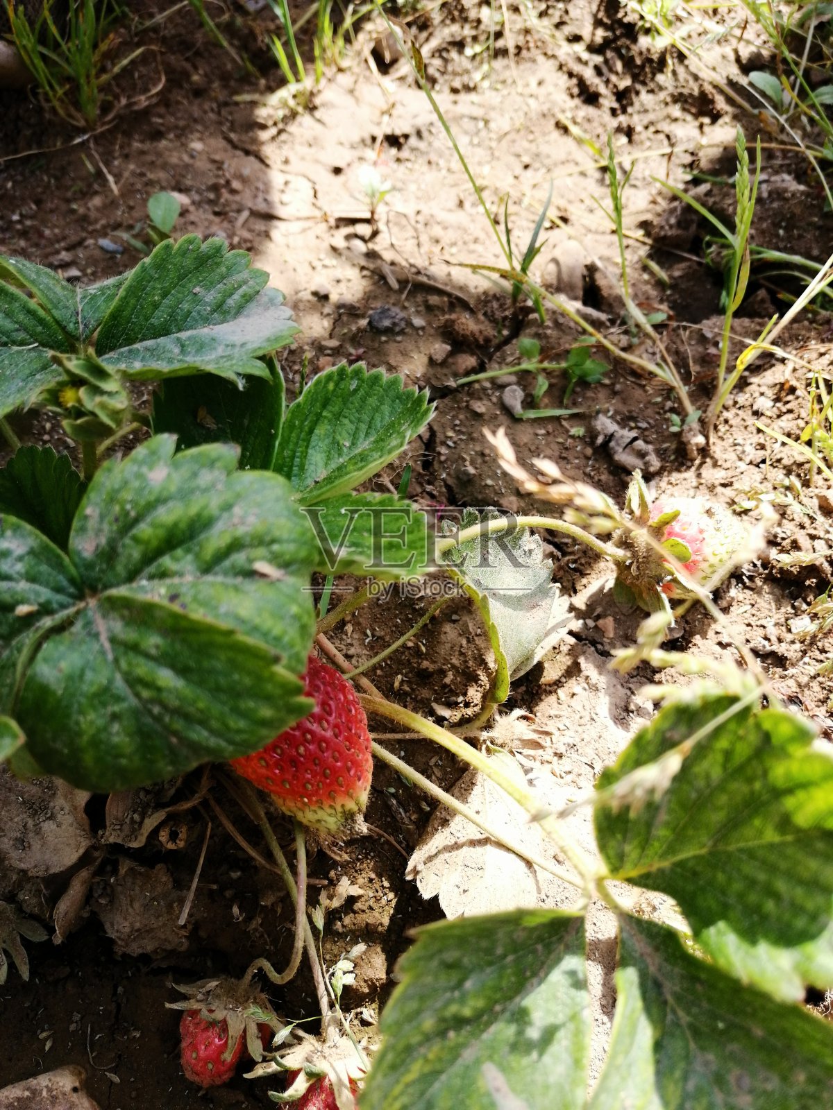 越来越多的草莓照片摄影图片