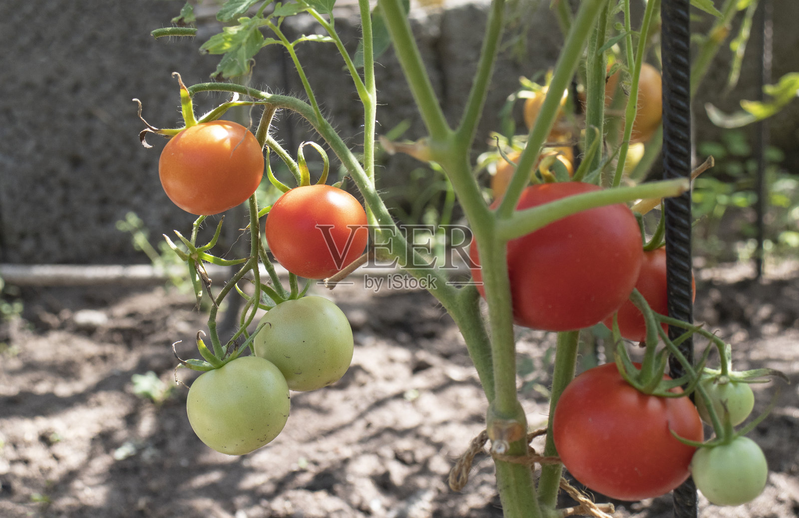 花园里的树枝上有绿色和红色的西红柿照片摄影图片