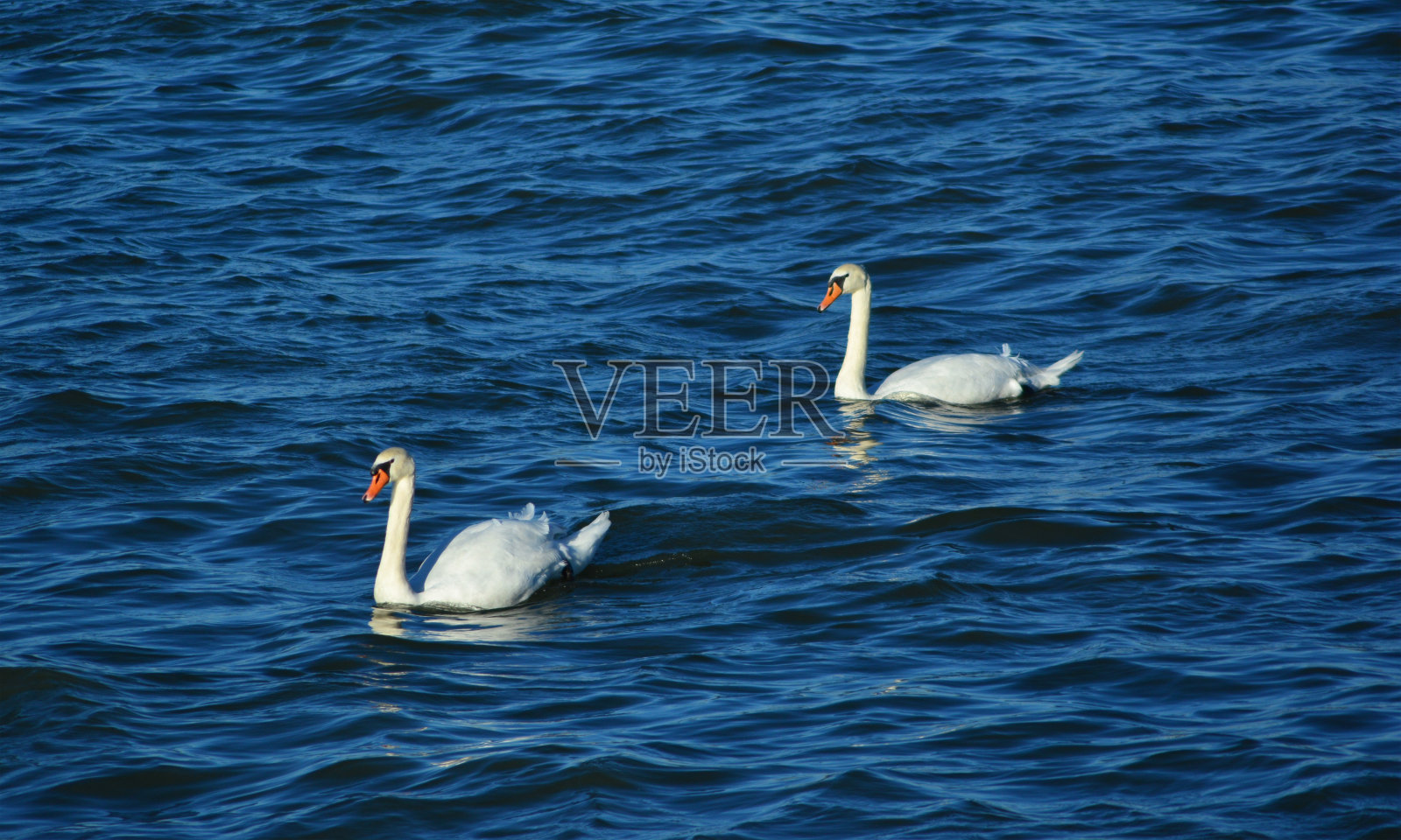 一对疣鼻天鹅照片摄影图片