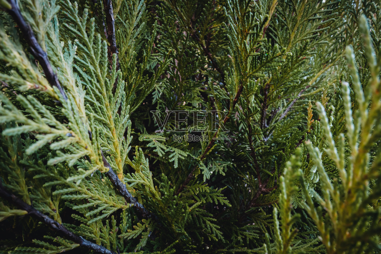 松照片摄影图片