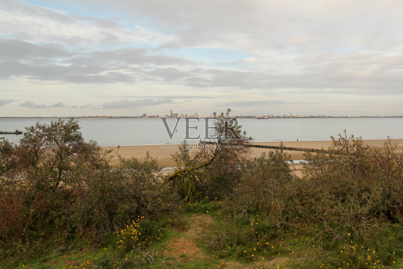 海景沙丘与植物在前面和蓝色的海和天空与云彩的背景在荷兰照片摄影图片