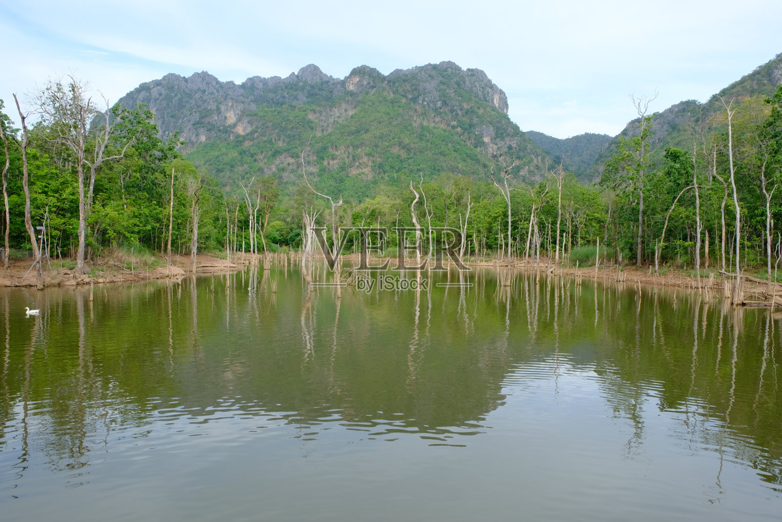 自然森林的图片照片摄影图片