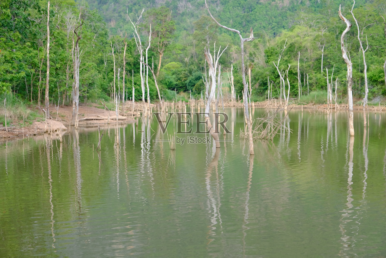 自然森林的图片照片摄影图片