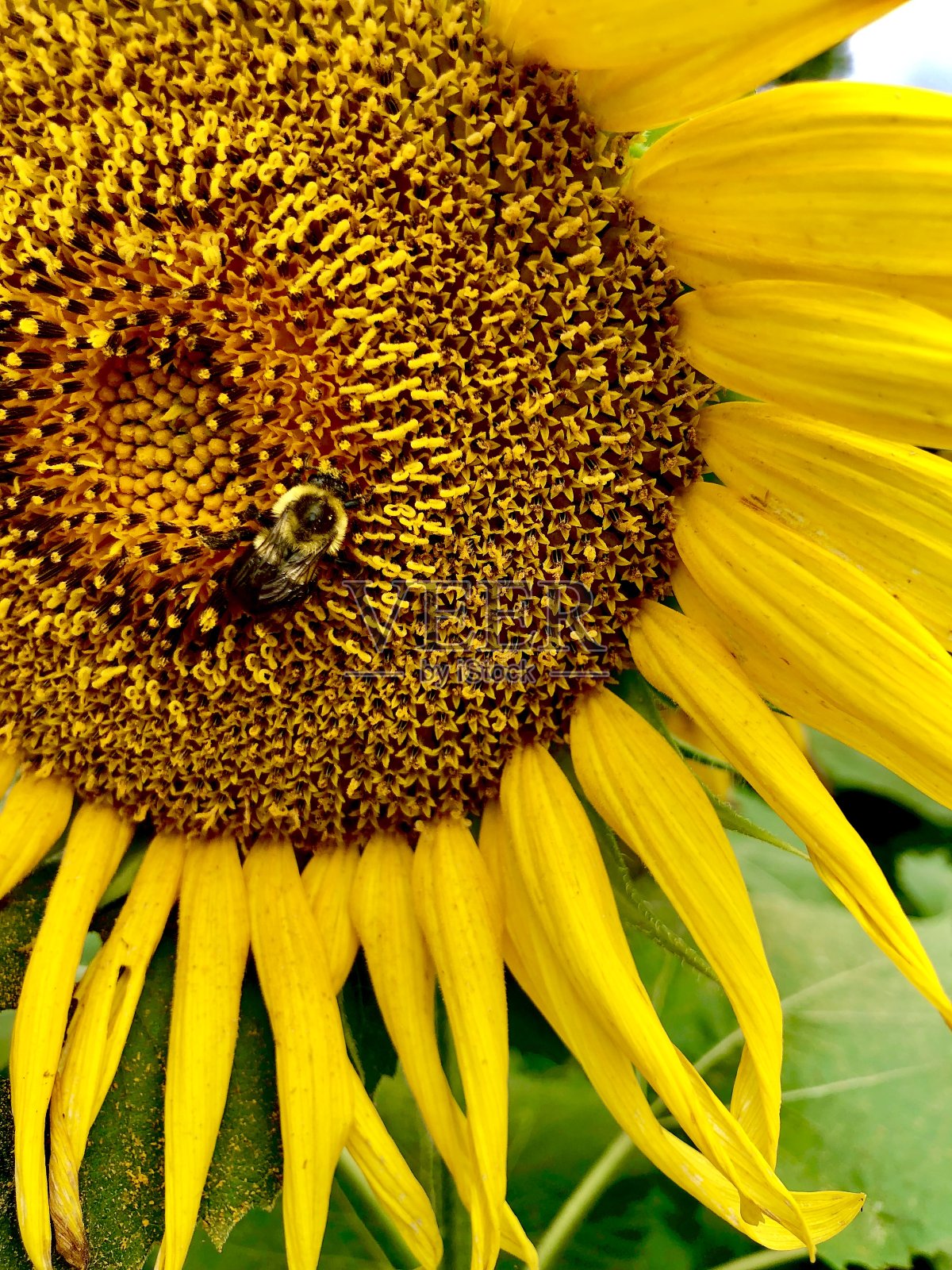 努力工作照片摄影图片