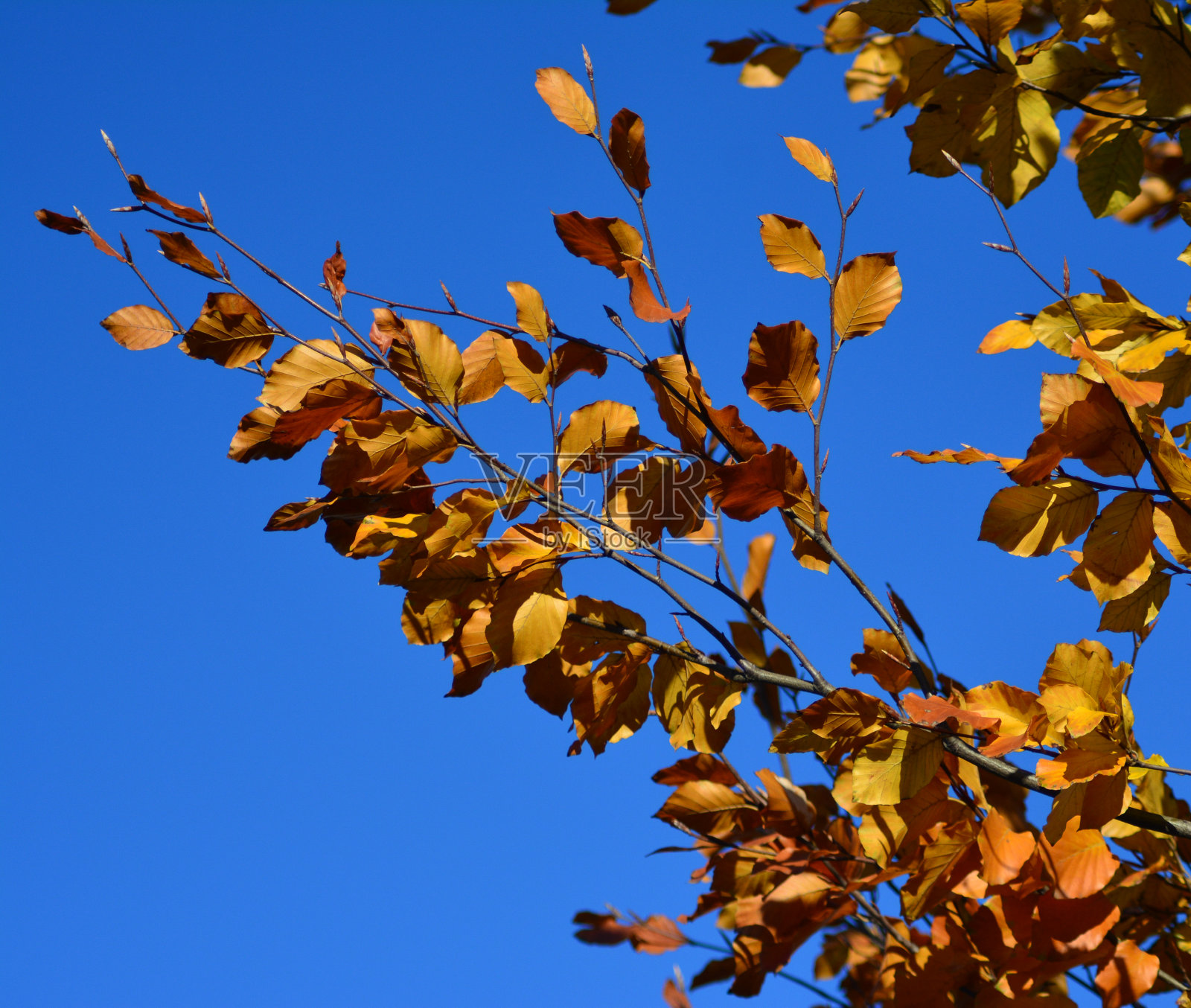 秋天的树的细节照片摄影图片