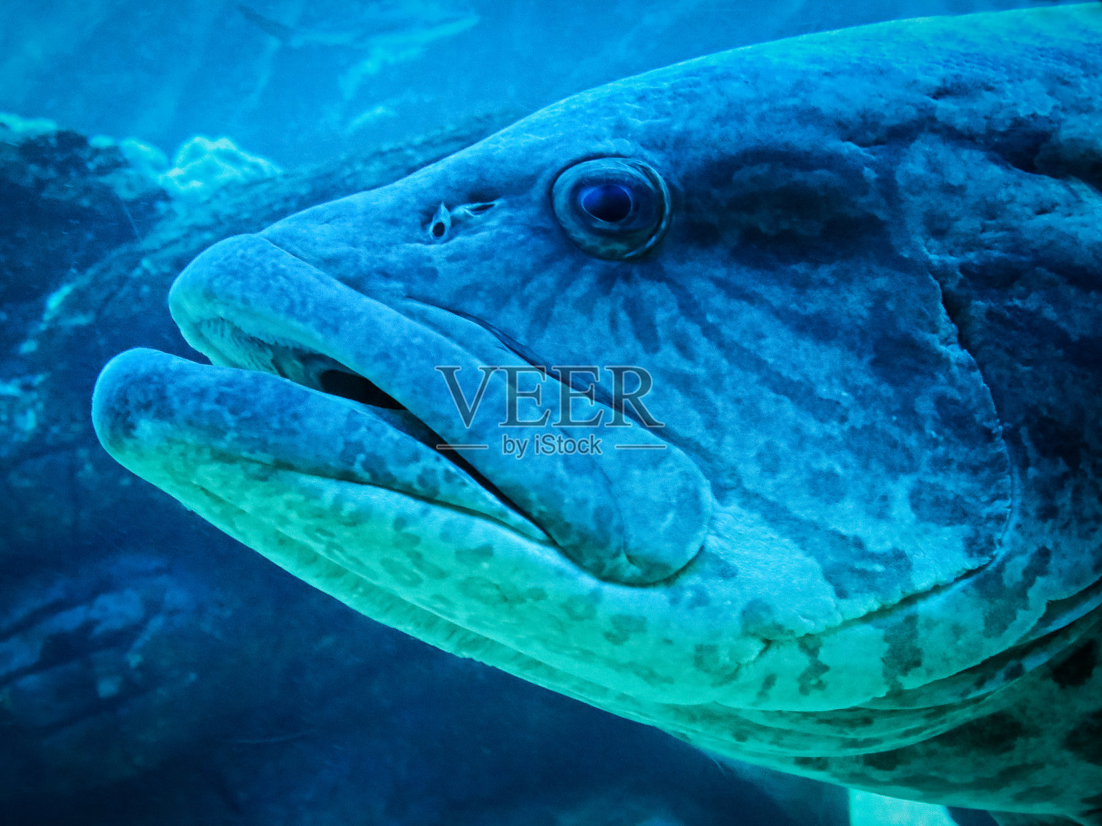 水族馆里的海龟特写镜头照片摄影图片