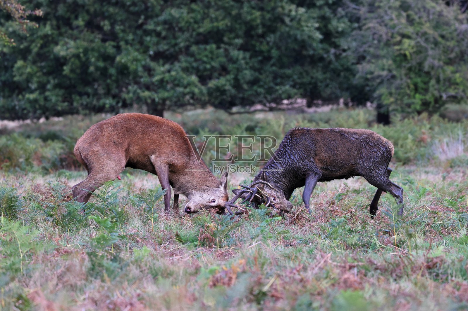 红鹿照片摄影图片