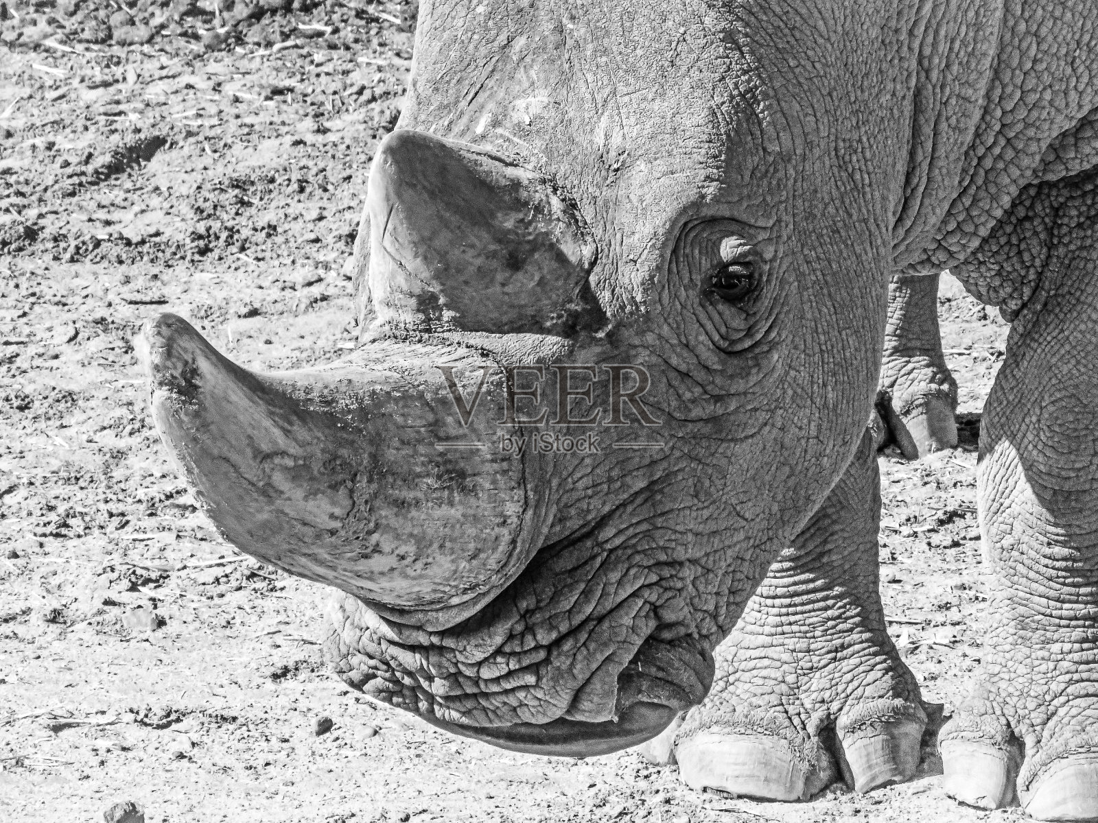 大象的特写镜头照片摄影图片