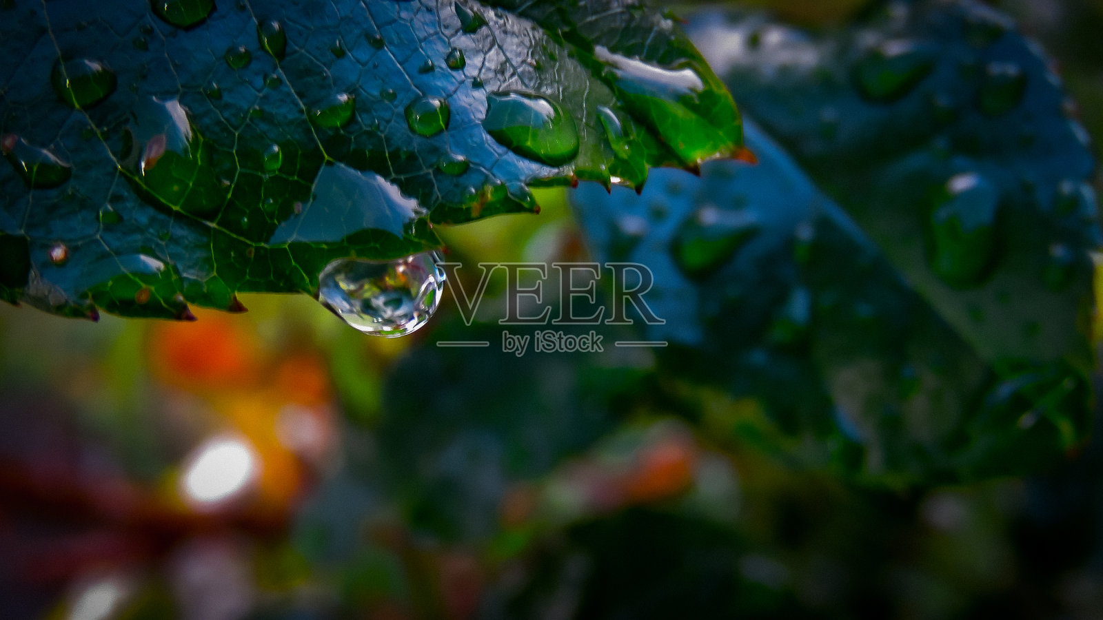 雨季湿植物叶片特写照片摄影图片
