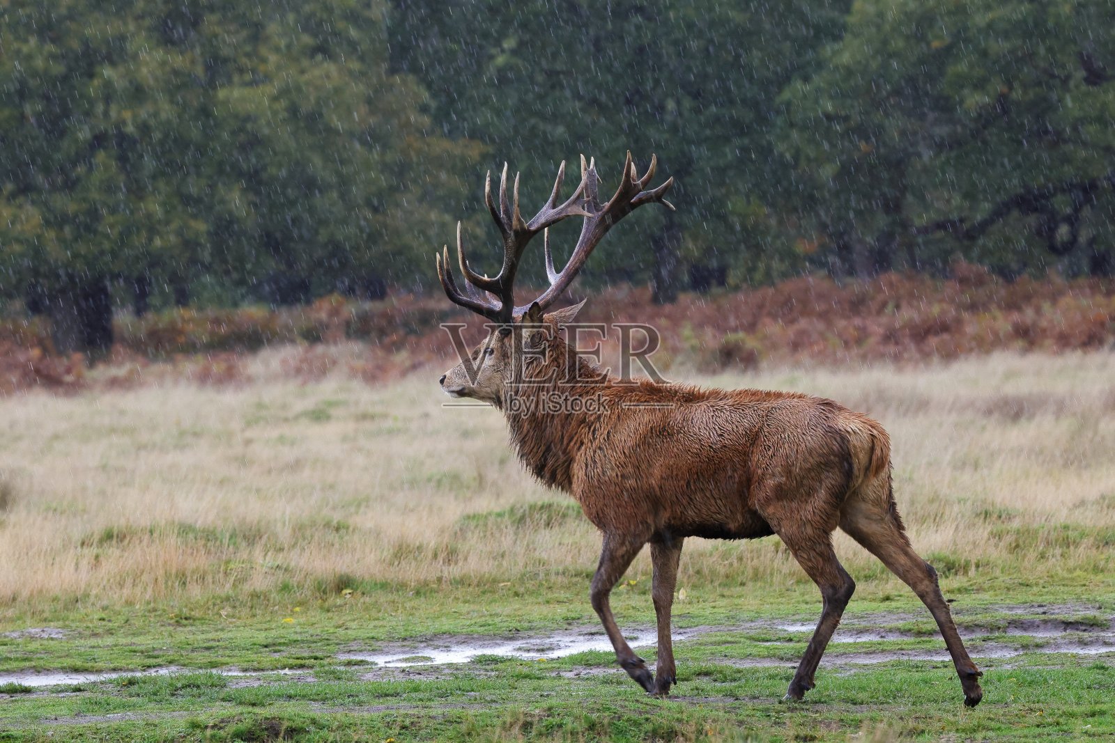 红鹿照片摄影图片
