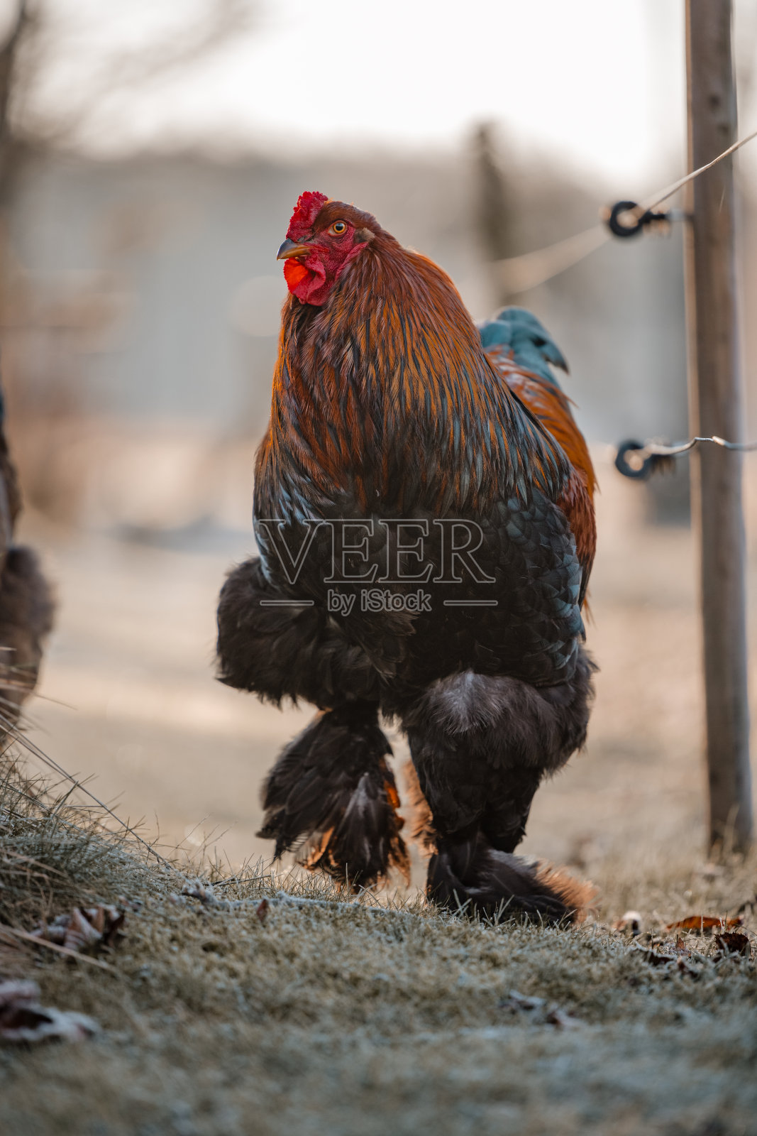 公鸡照片摄影图片