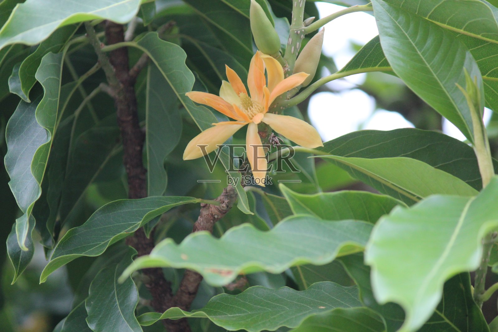 黄玉兰花——玉兰金帕照片摄影图片