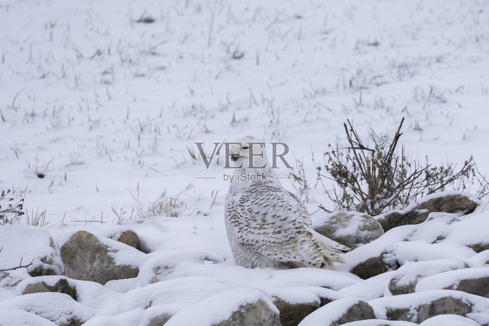 一只雪鸮降落在美国大陆的下部照片摄影图片