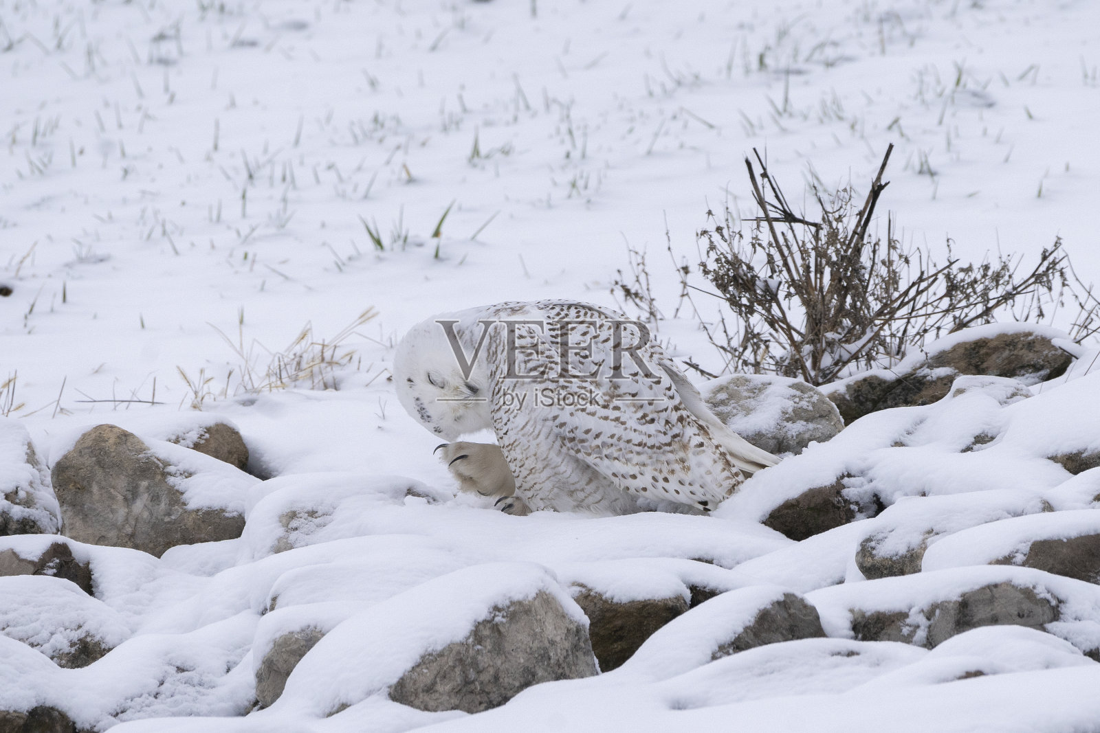一只雪鸮降落在美国大陆的下部照片摄影图片