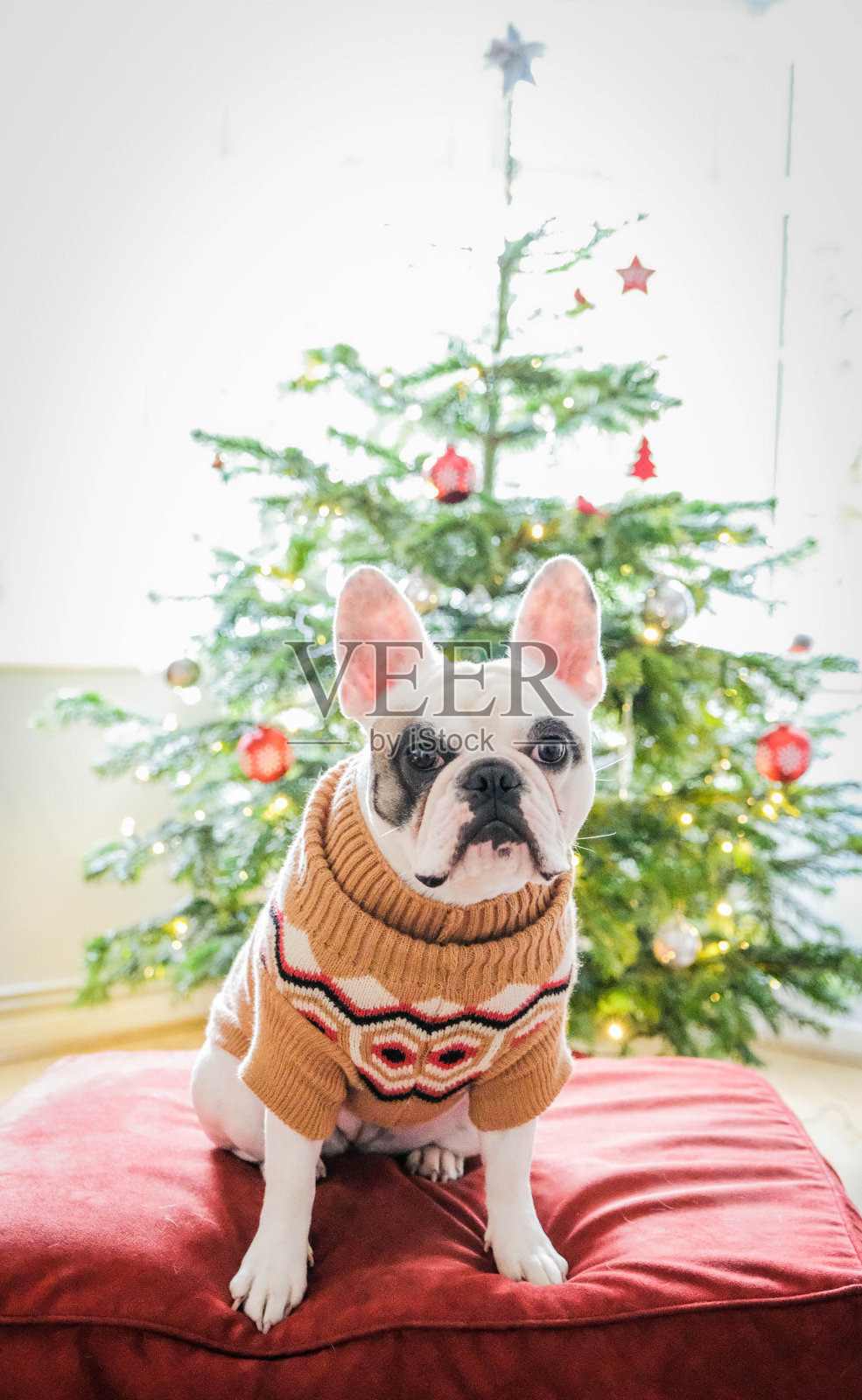 法国斗牛犬在圣诞树前摆姿势照片摄影图片