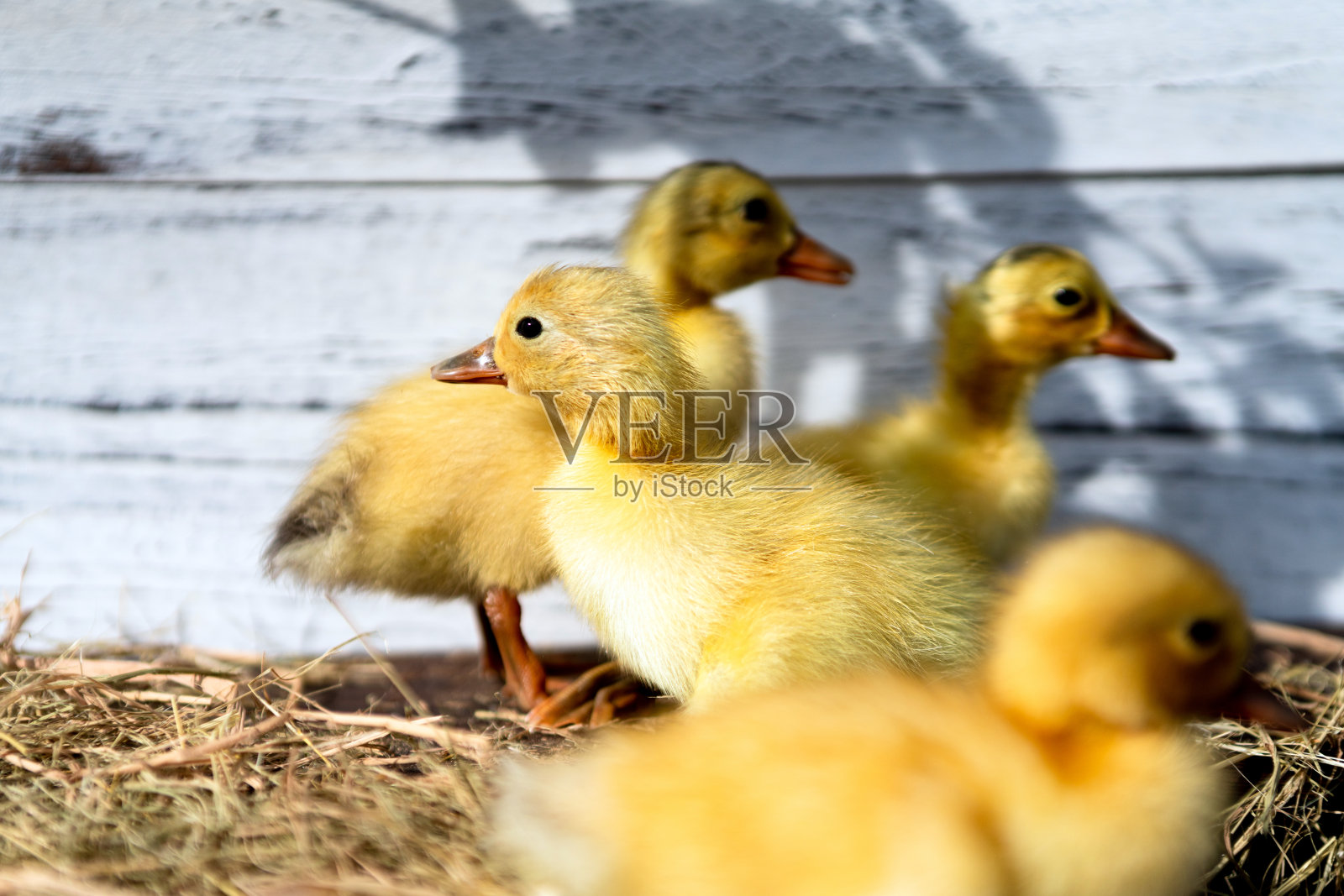 小可爱的小鸭子照片摄影图片