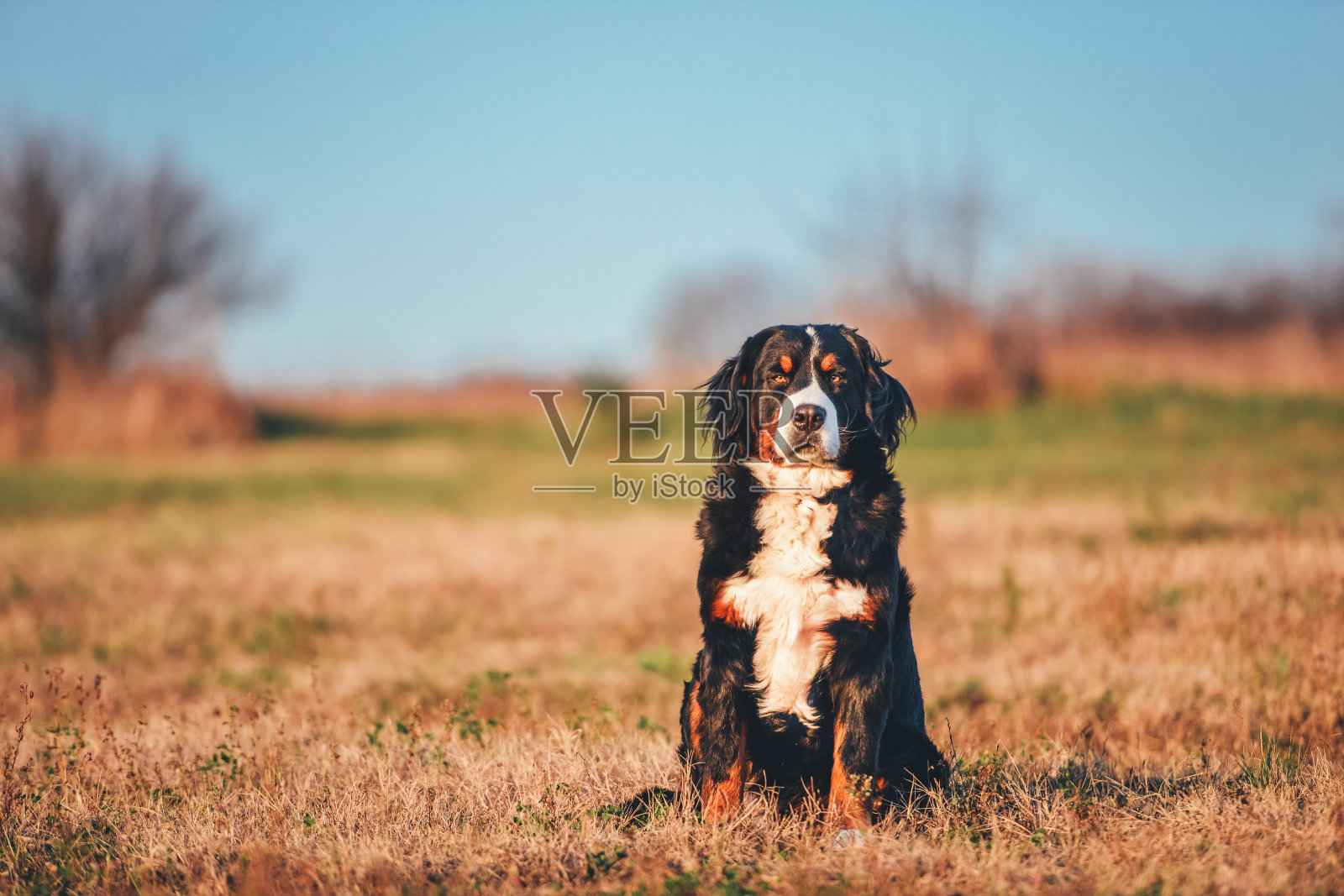 伯尔尼兹山犬照片摄影图片