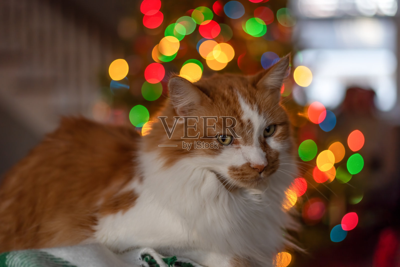 毛茸茸的橙色猫咪，背景模糊的圣诞彩灯照片摄影图片